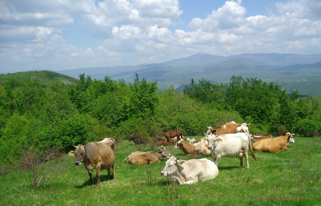 Cows laying on the grond